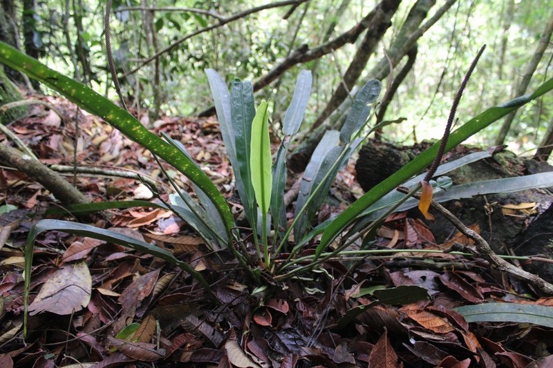 Anthurium ianthinopodum photo 2