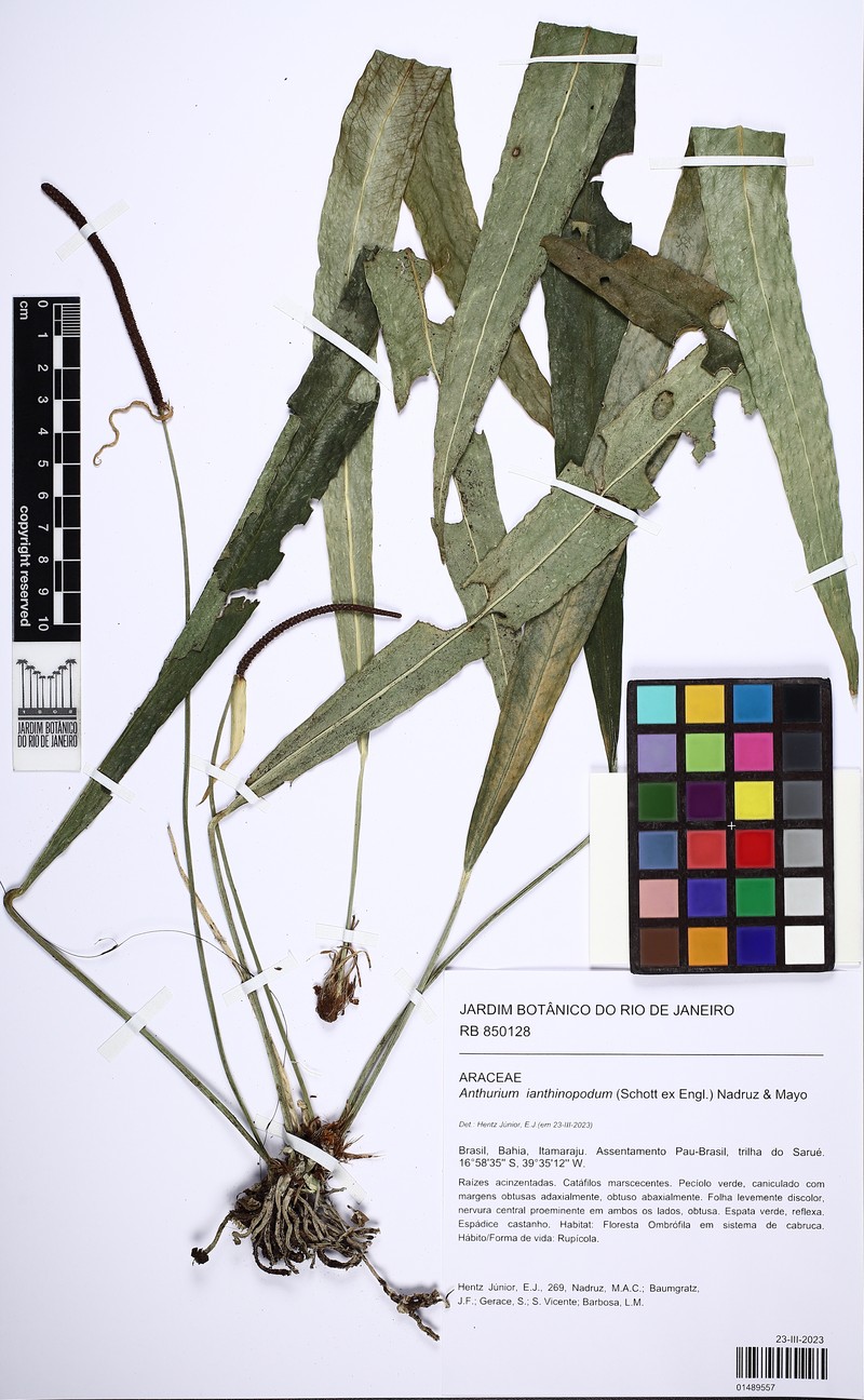 Anthurium ianthinopodum photo 3