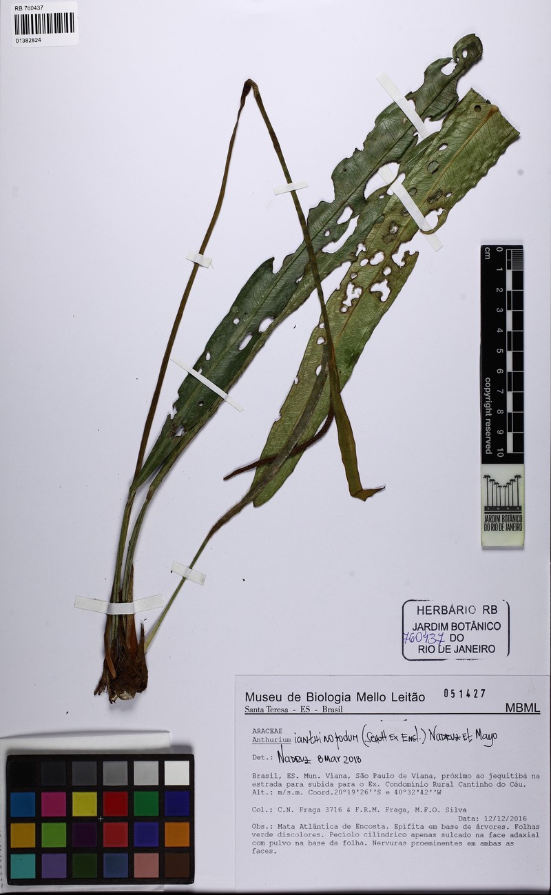 Anthurium ianthinopodum photo 4