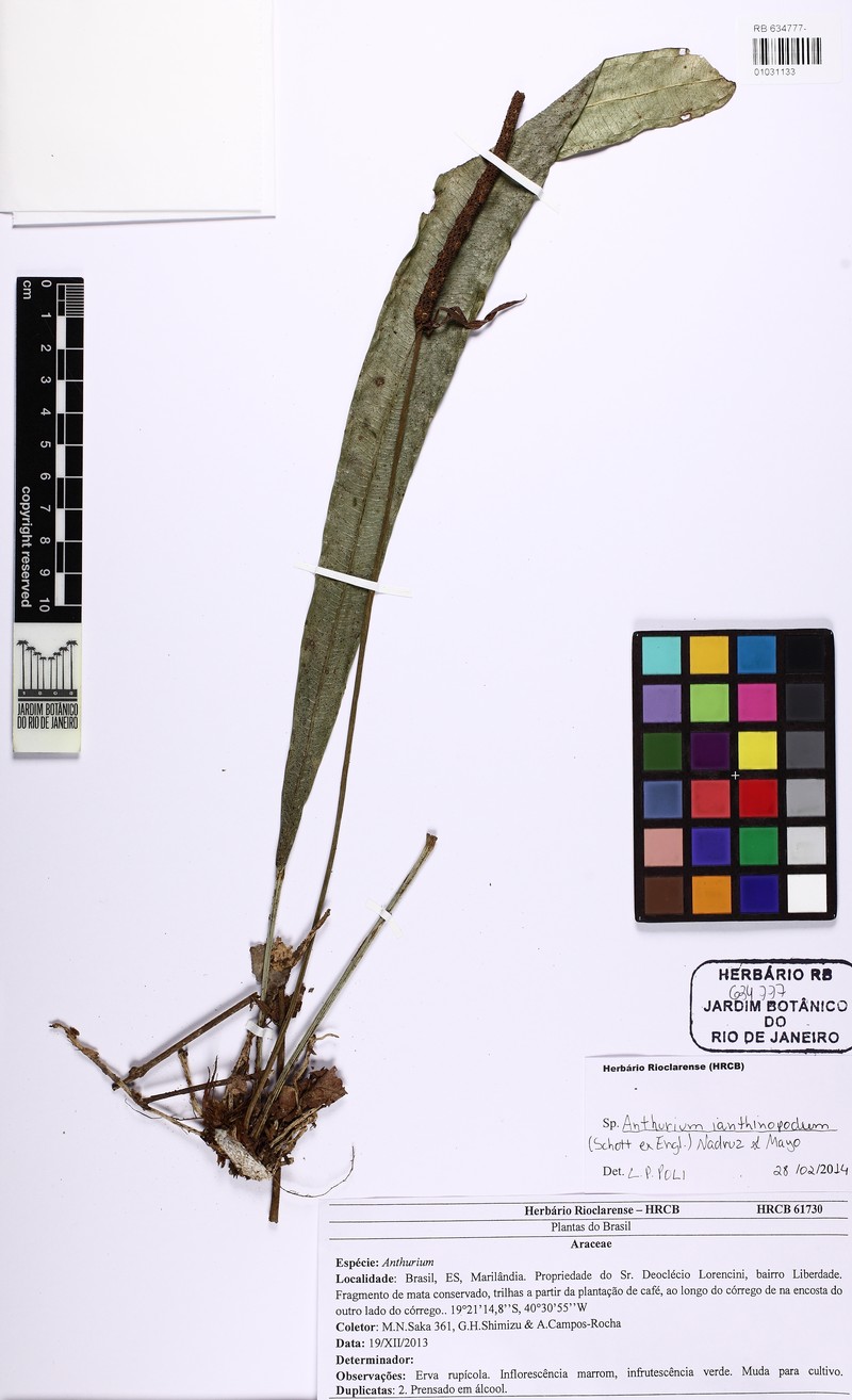 Anthurium ianthinopodum photo 5