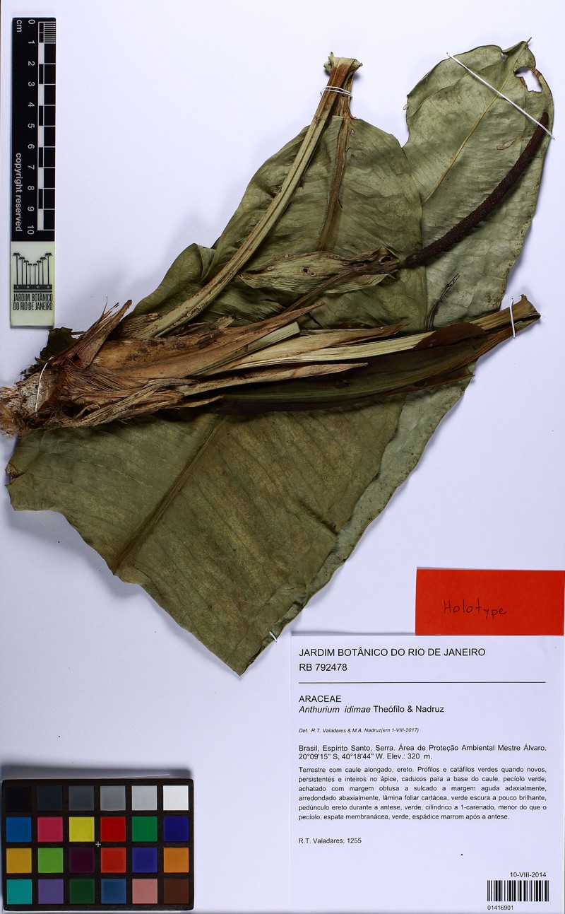 Anthurium idimae photo 2