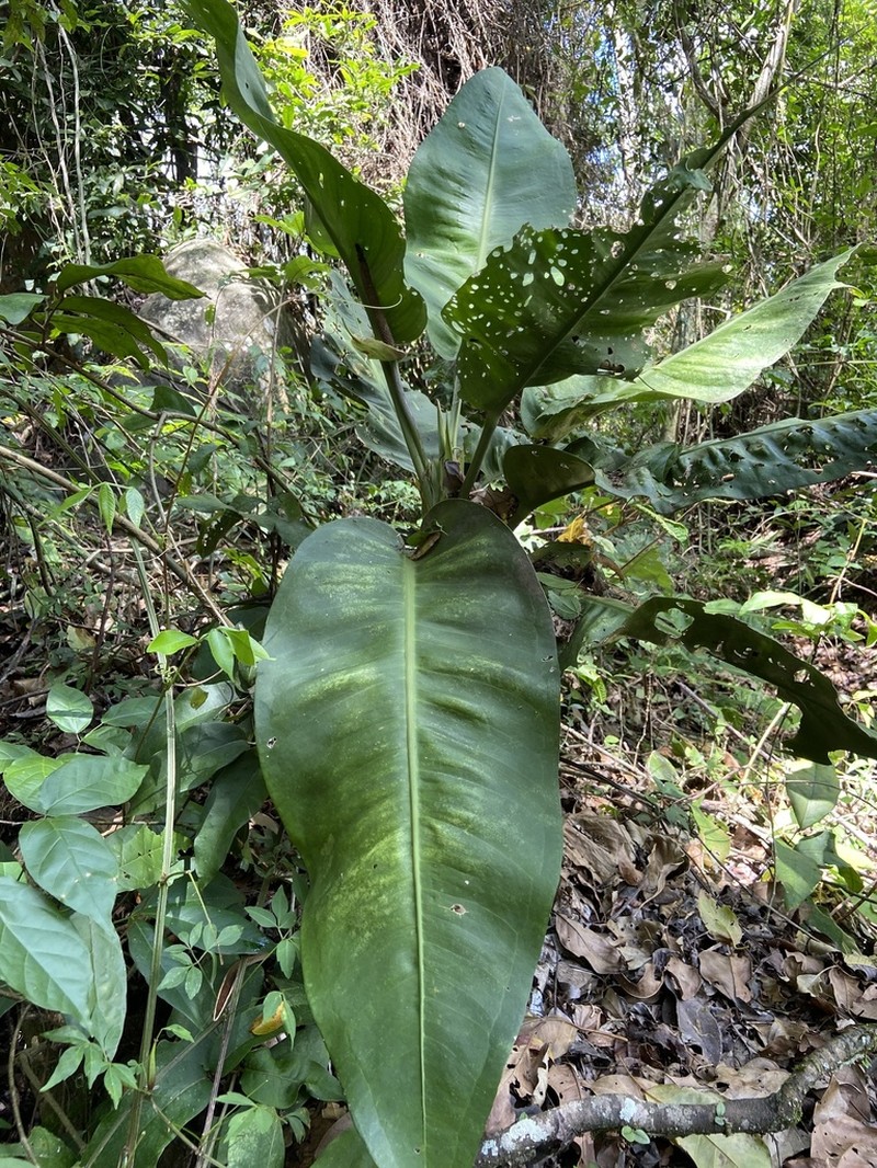 Anthurium idimae