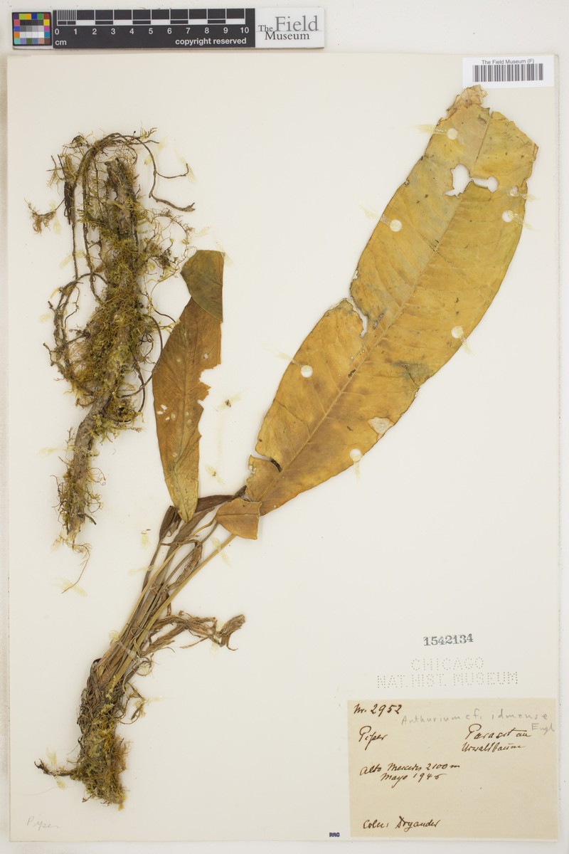 Anthurium idmense