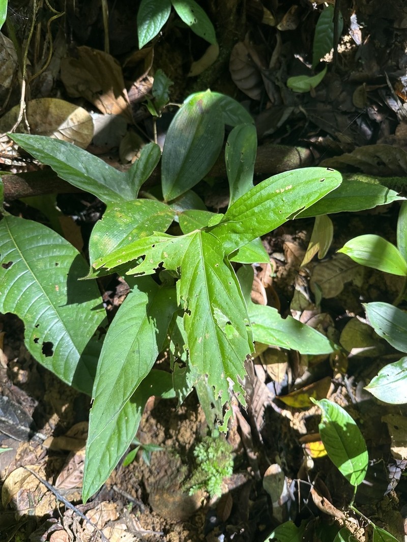 Anthurium impolitum
