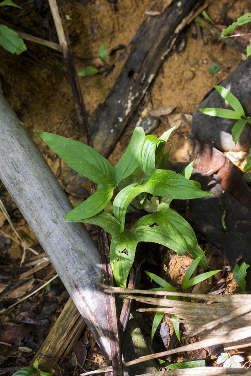 Anthurium impolitum photo 2