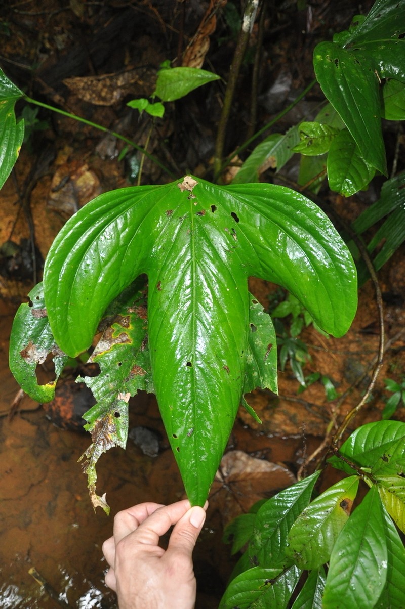 Anthurium impolitum photo 5