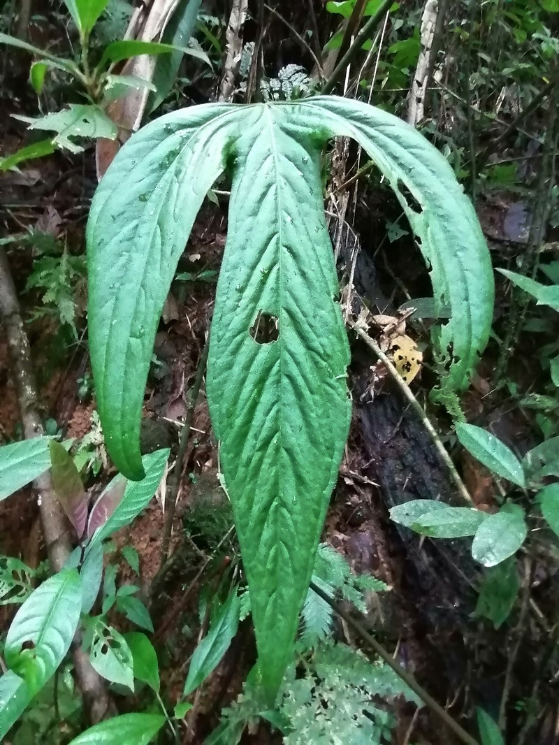 Anthurium impolitum photo 7