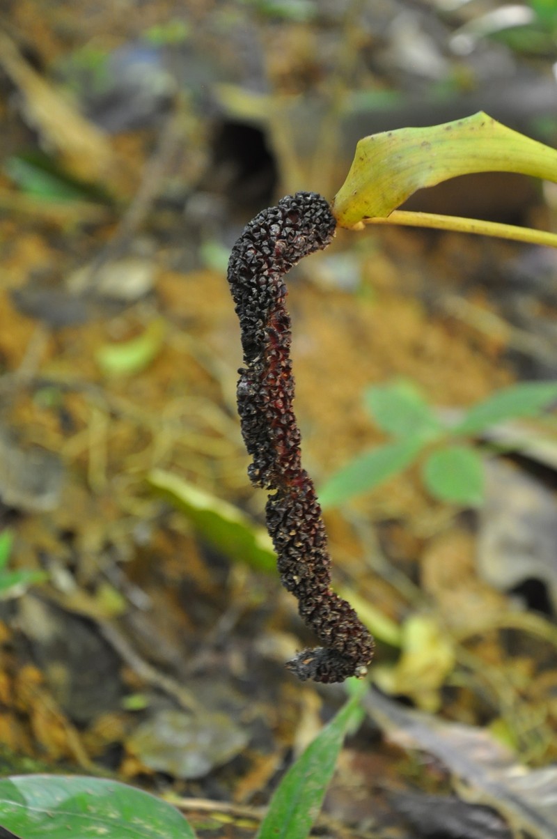 Anthurium impolitum photo 8