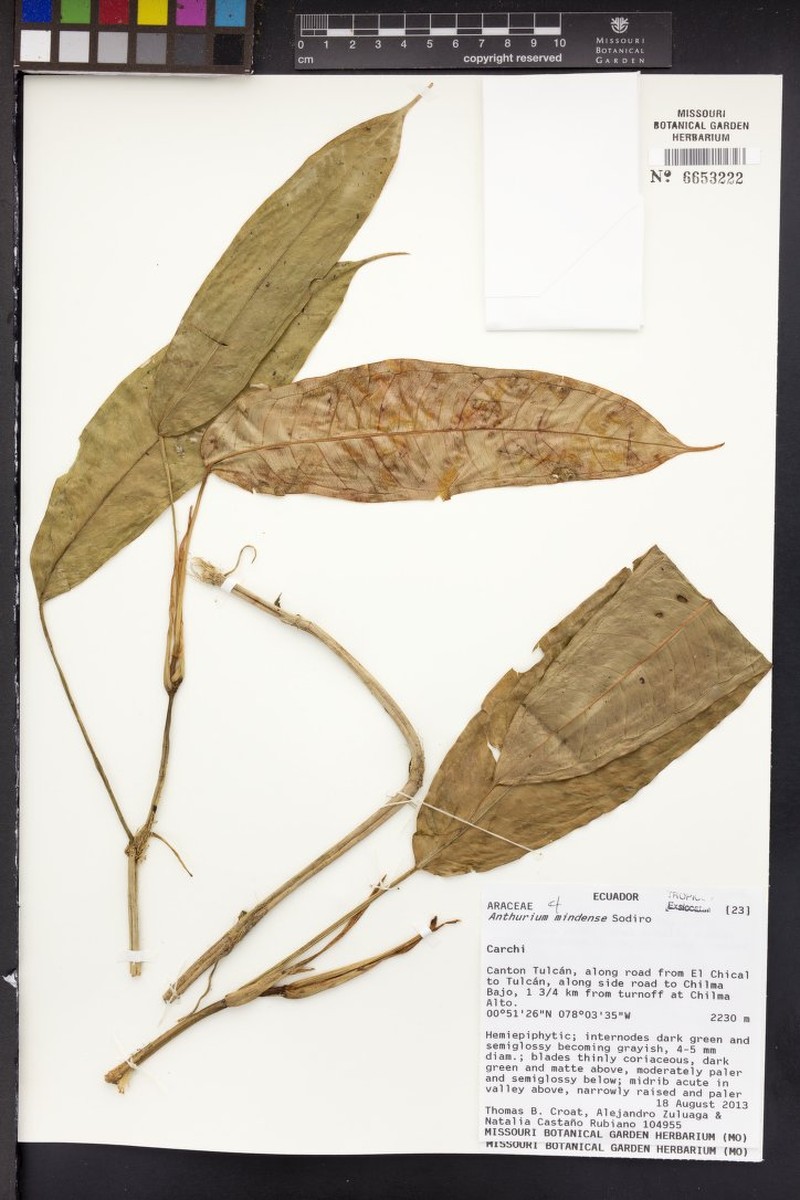 Anthurium incomptum photo 2