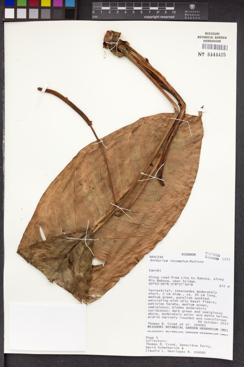 Anthurium incomptum photo 3
