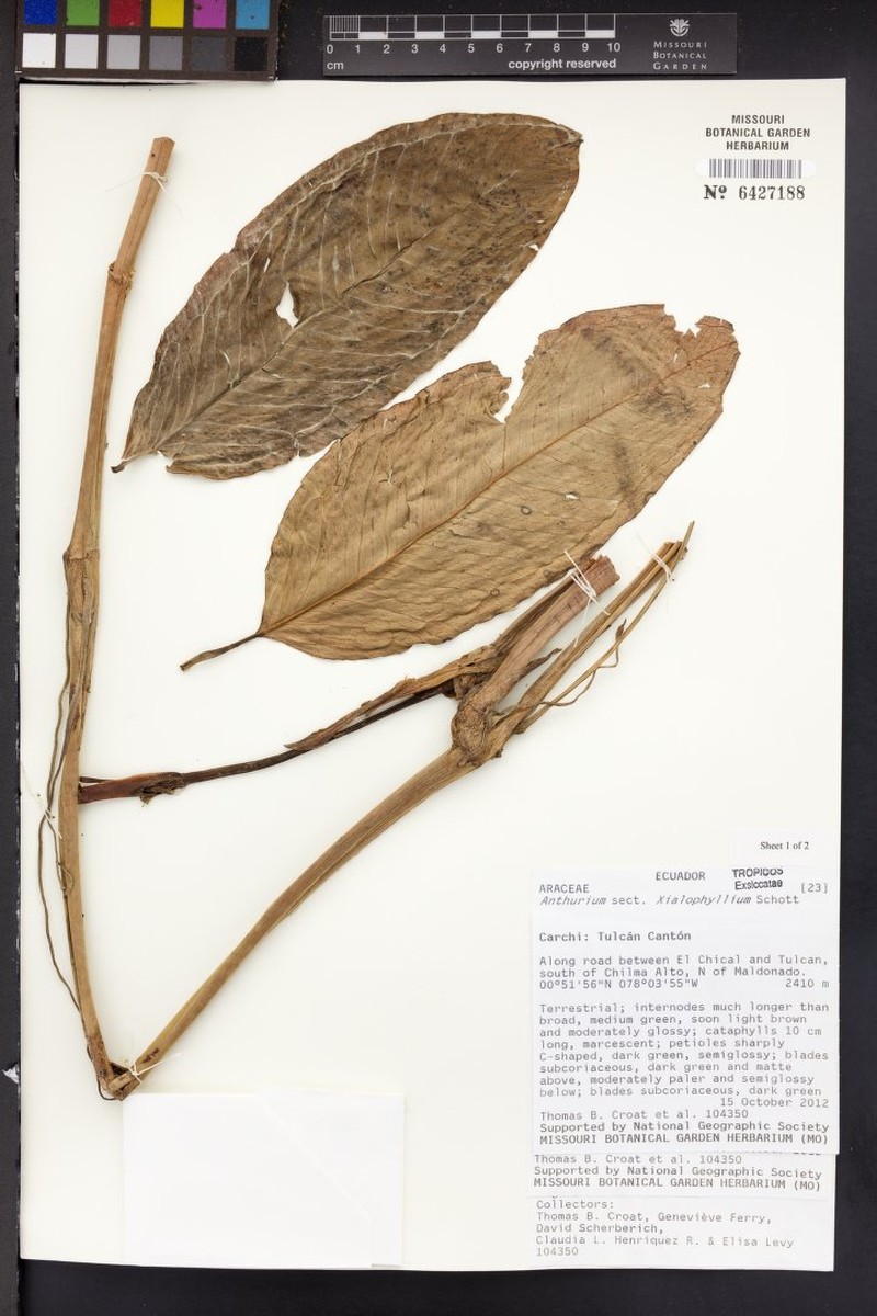 Anthurium incomptum photo 4
