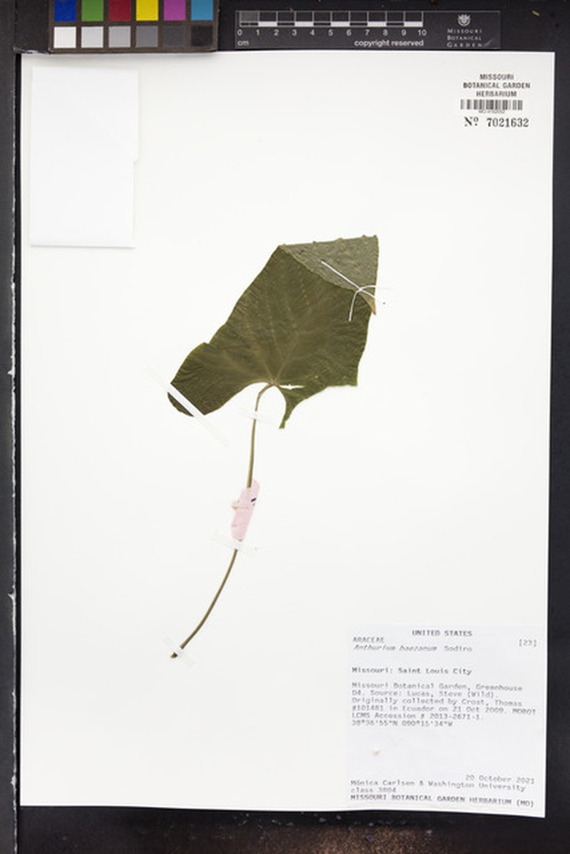 Anthurium incurvatum photo 3