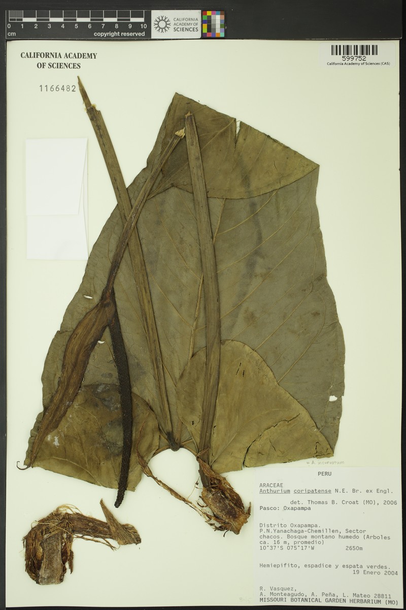Anthurium incurvatum
