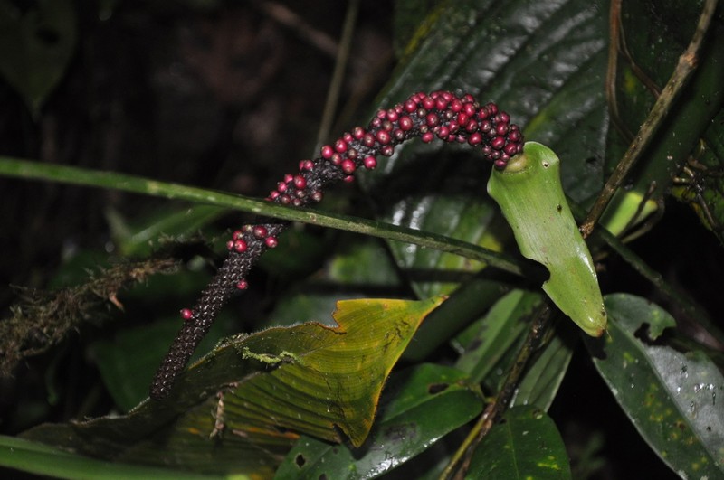 Anthurium intactum photo 3