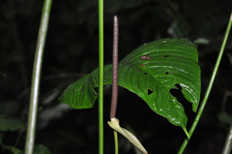 Anthurium intactum photo 4