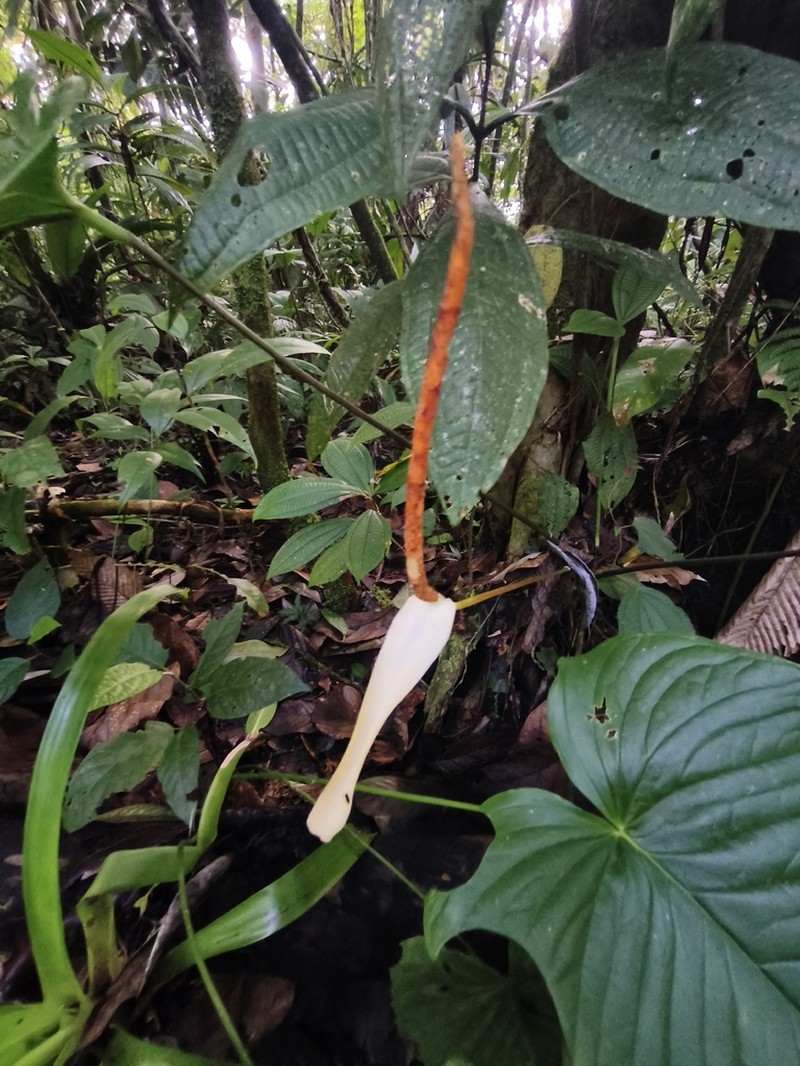 Anthurium intactum photo 5