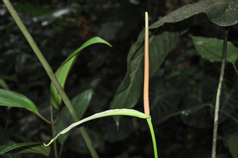 Anthurium intactum photo 6