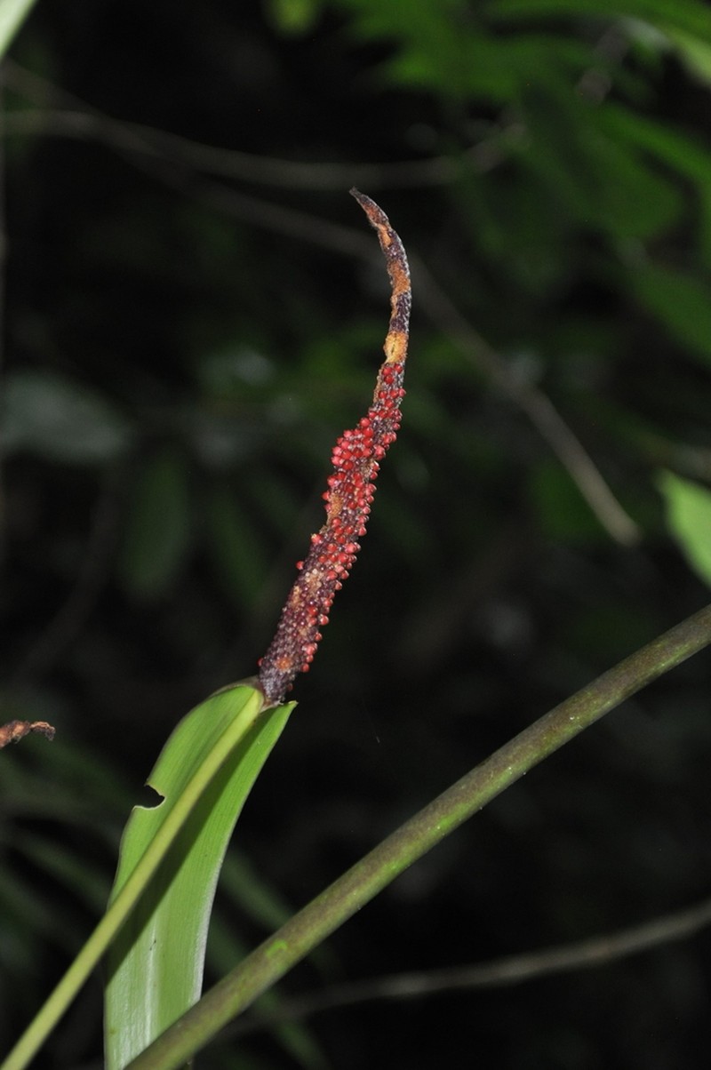 Anthurium intactum photo 7