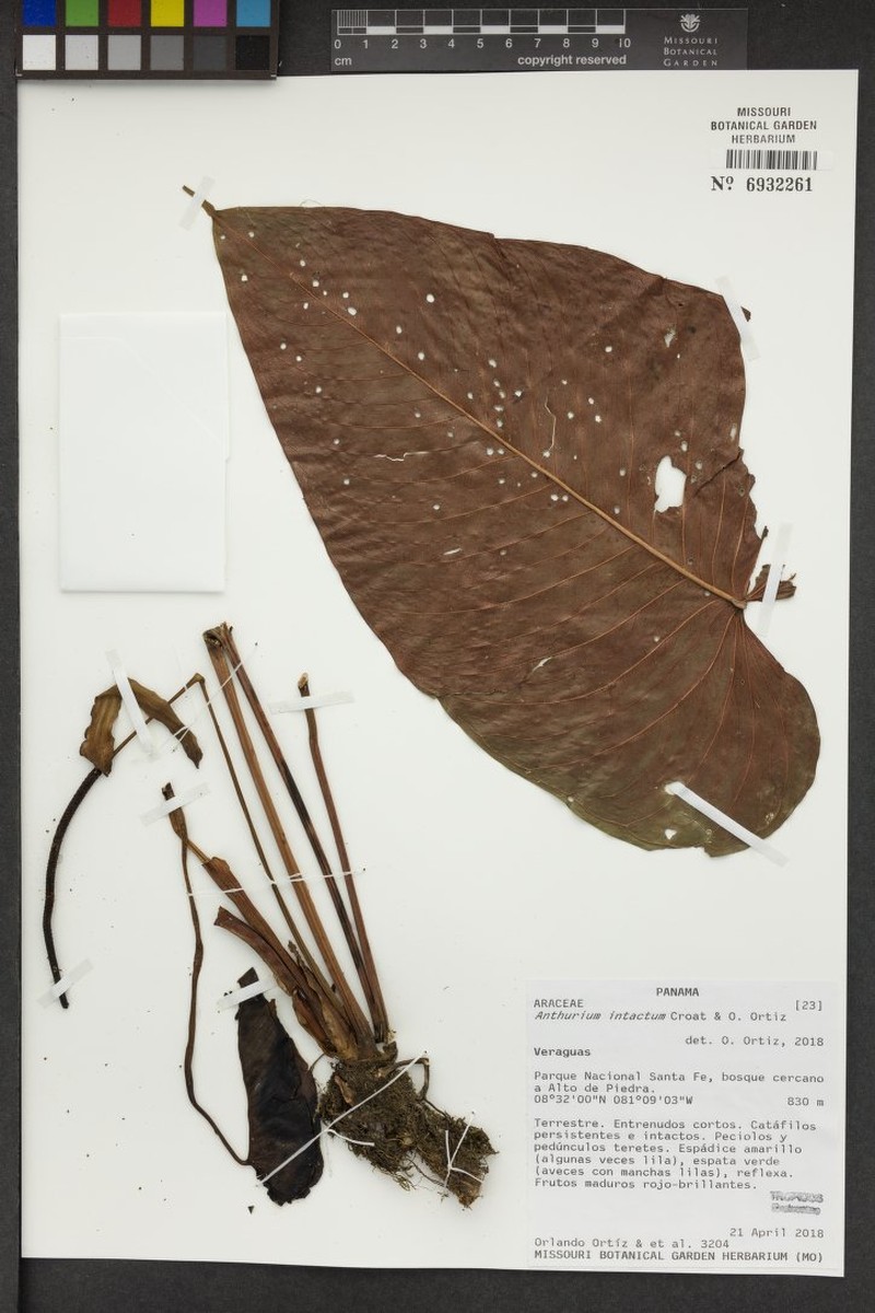 Anthurium intactum photo 8