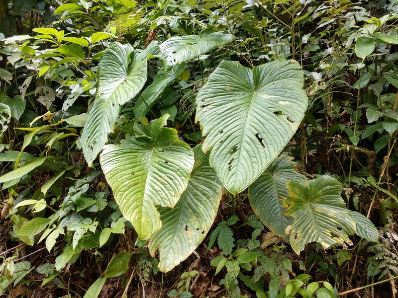 Anthurium intactum photo 2