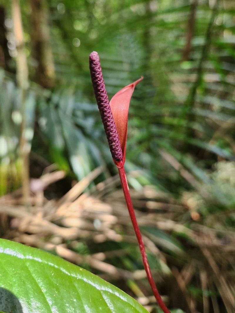 Anthurium intermedium