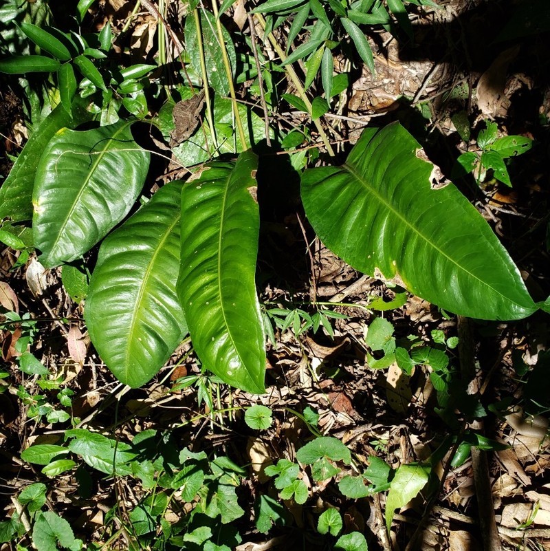 Anthurium intermedium photo 2