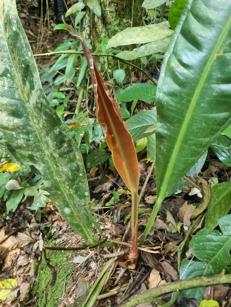Anthurium intermedium photo 4
