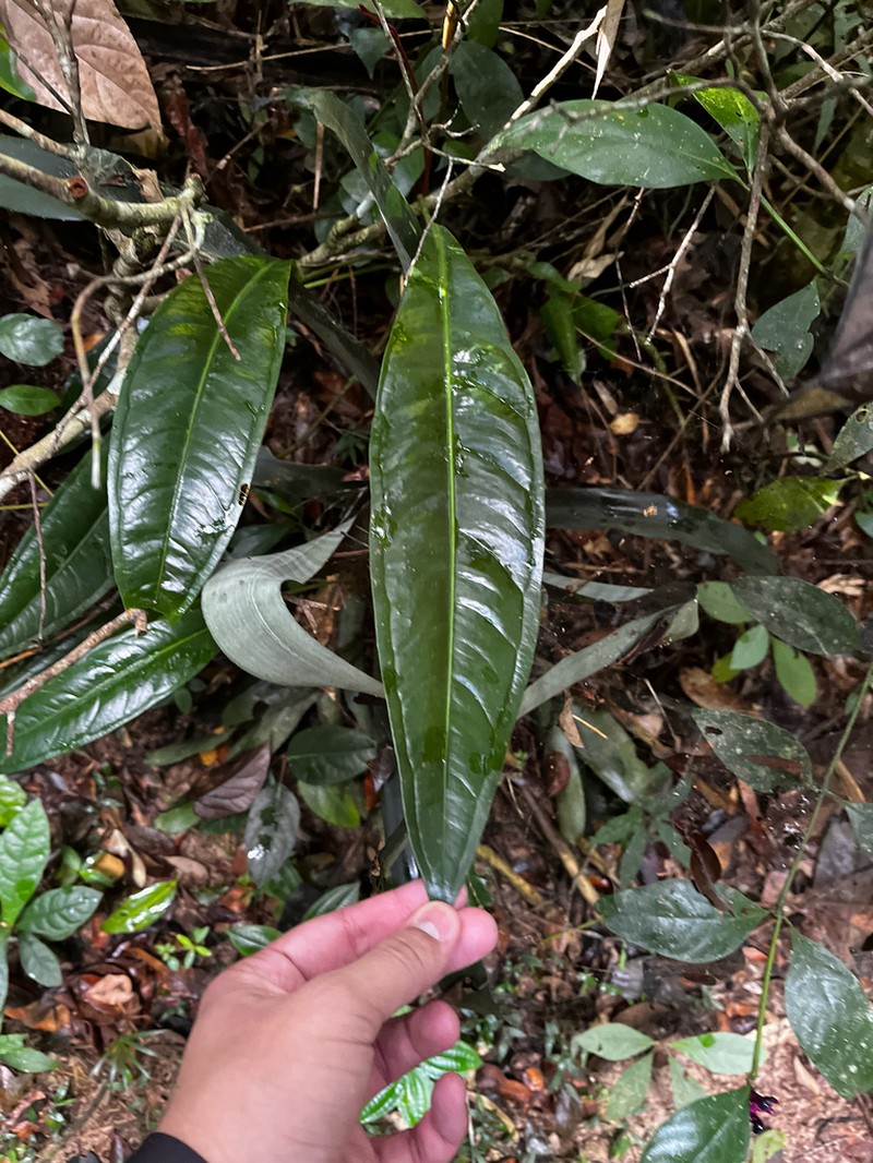 Anthurium intermedium photo 5