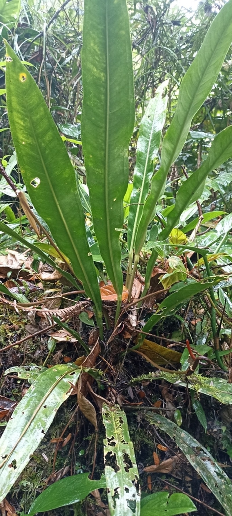 Anthurium intermedium photo 6