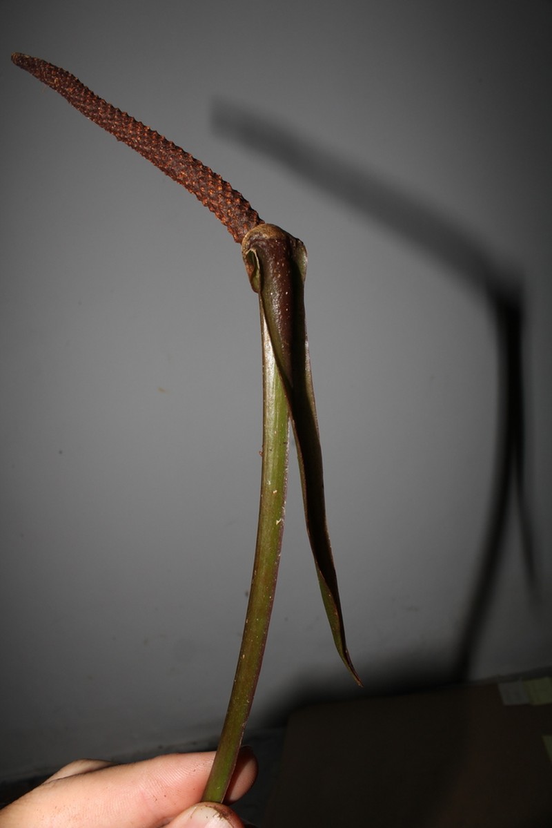 Anthurium intermedium photo 7