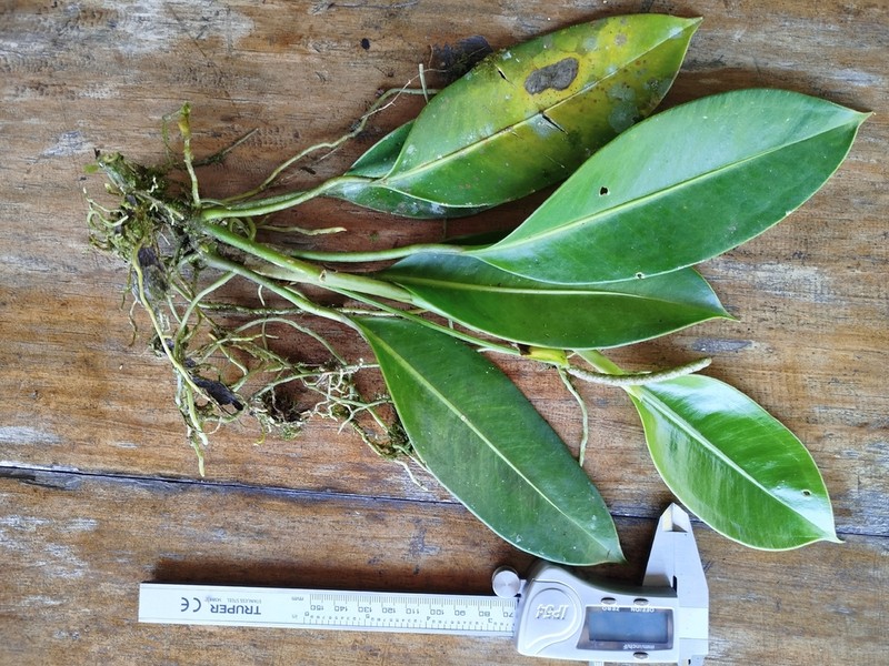 Anthurium interruptum