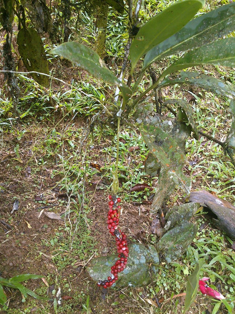 Anthurium interruptum photo 2