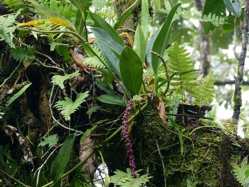 Anthurium interruptum photo 4