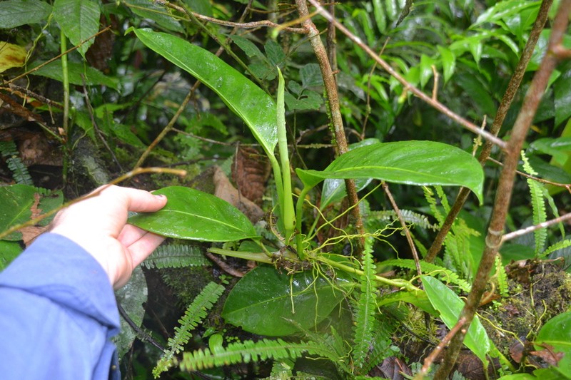 Anthurium interruptum photo 6