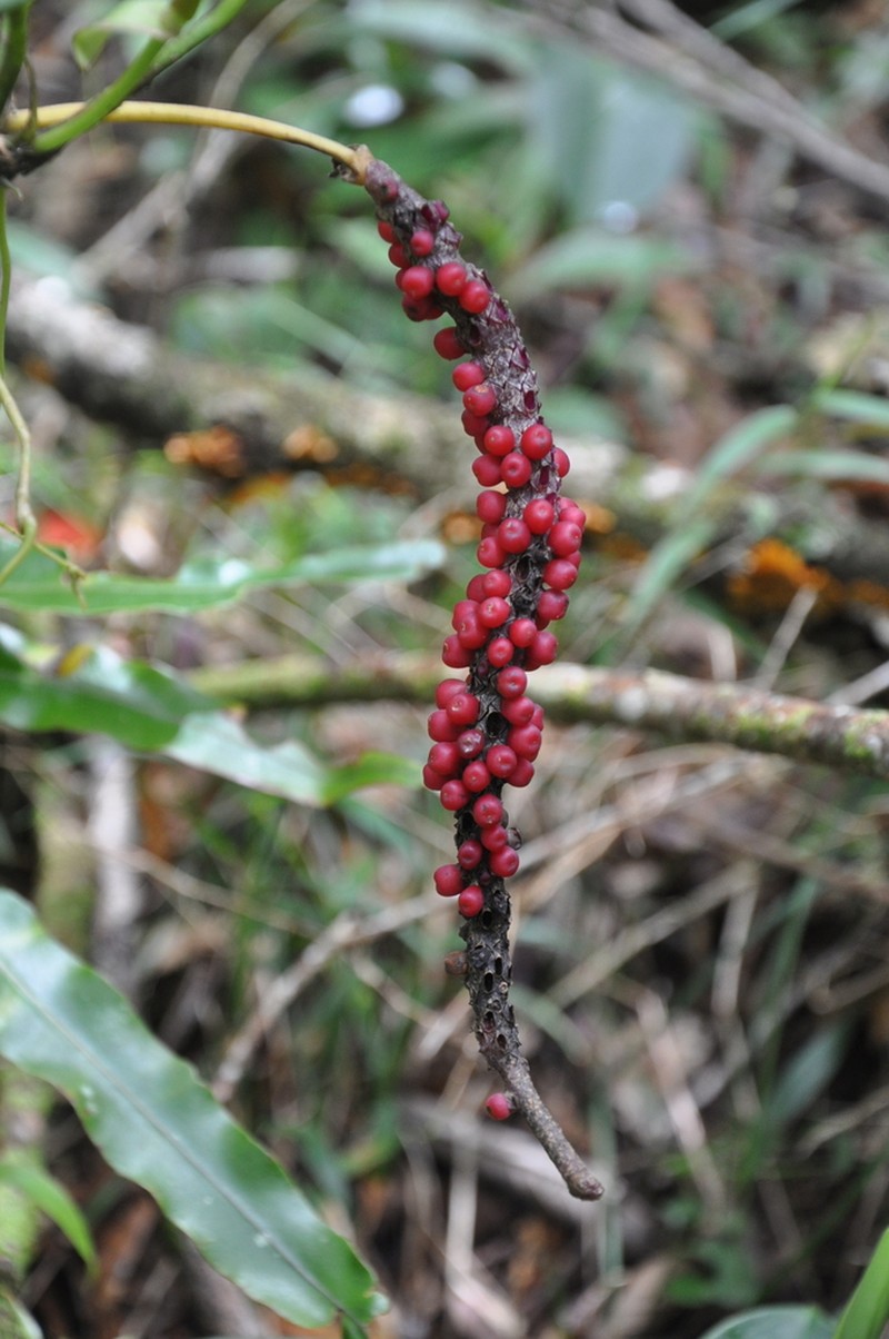 Anthurium interruptum photo 7