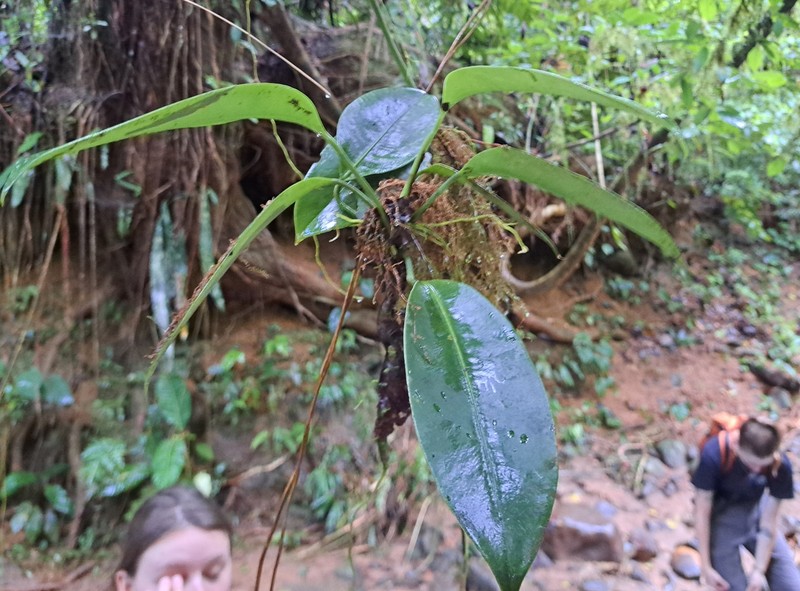 Anthurium interruptum photo 8
