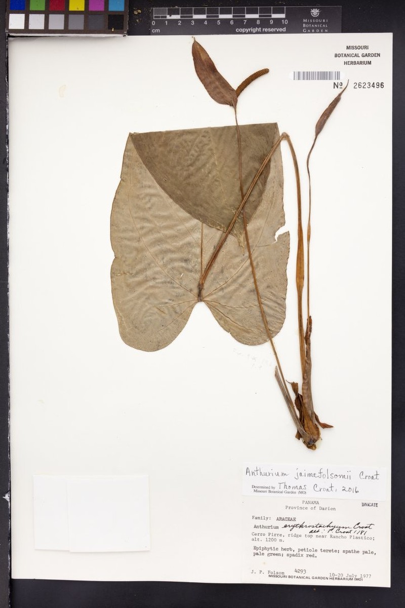 Anthurium jaimefolsomii