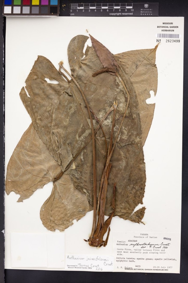 Anthurium jaimefolsomii photo 2