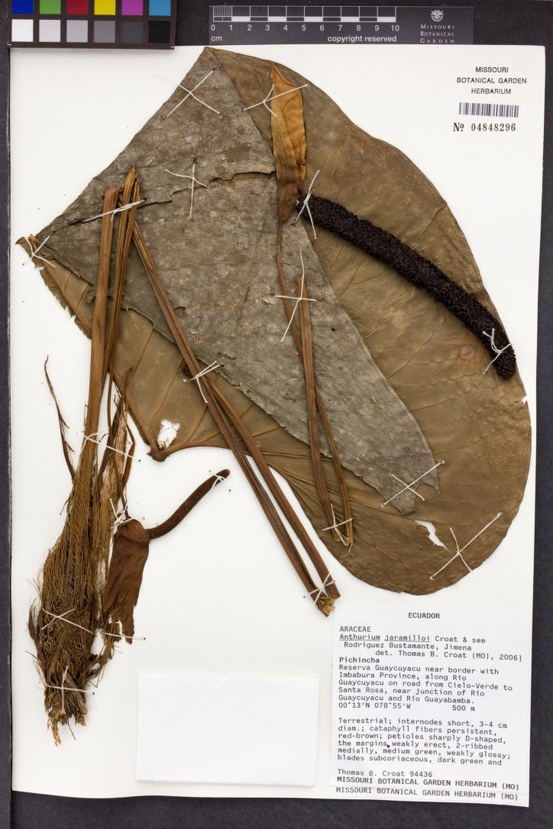Anthurium jaramilloi