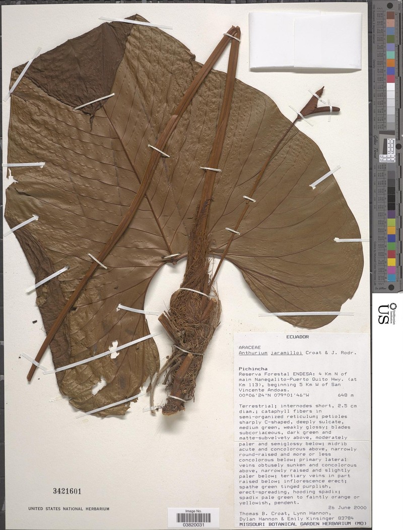 Anthurium jaramilloi photo 3