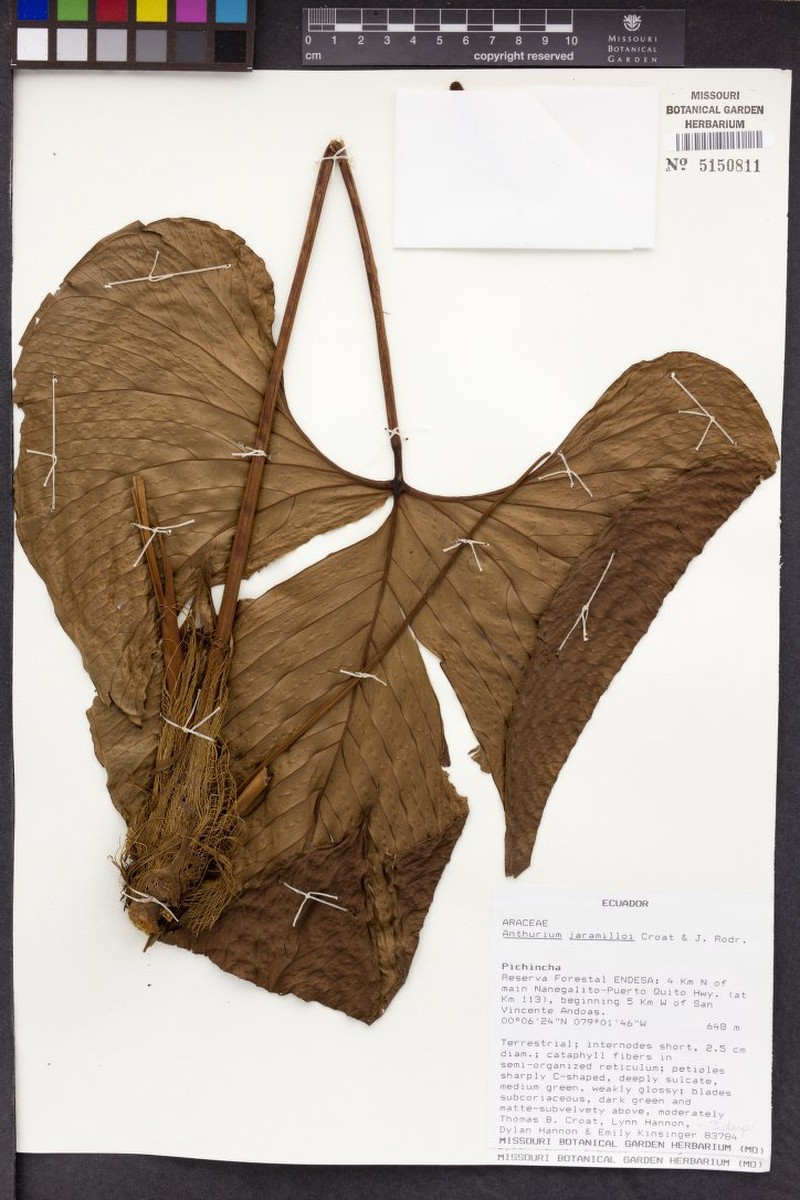 Anthurium jaramilloi photo 4