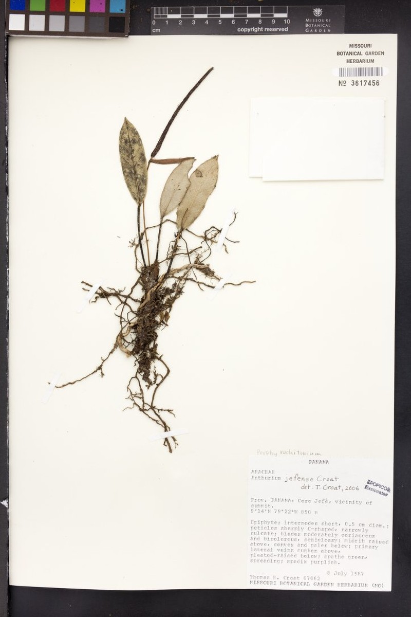 Anthurium jefense photo 5