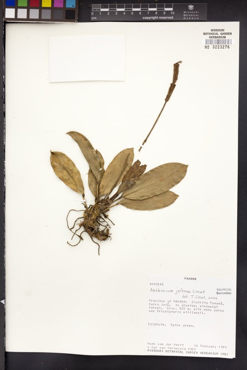 Anthurium jefense photo 6