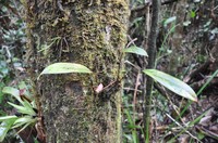Anthurium jefense