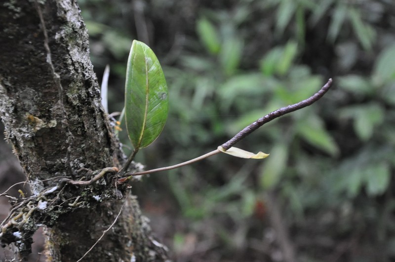 Anthurium jefense photo 4