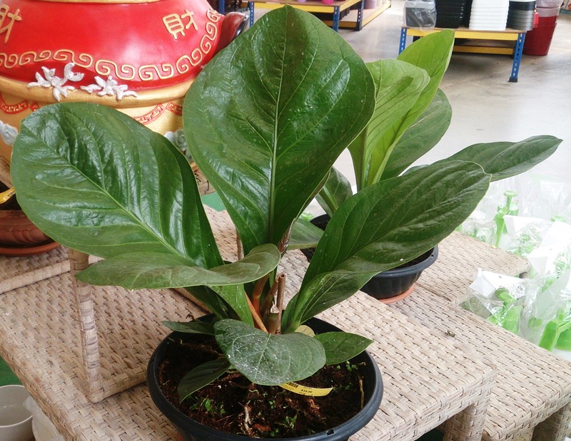 Anthurium jenmanii