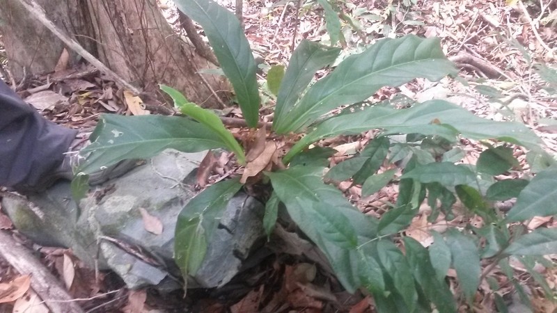 Anthurium jenmanii photo 2