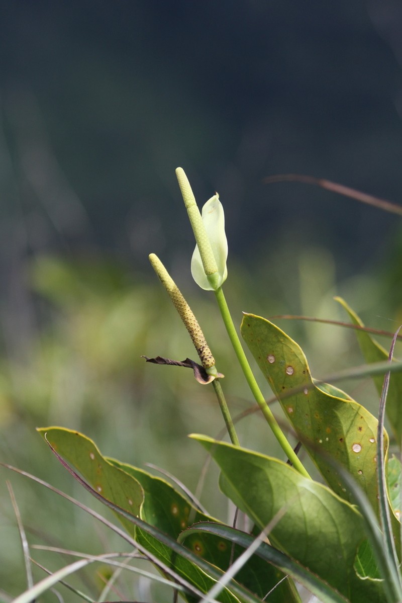 Anthurium jenmanii photo 3