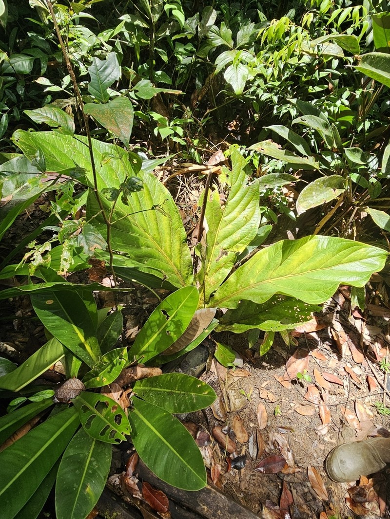 Anthurium jenmanii photo 4