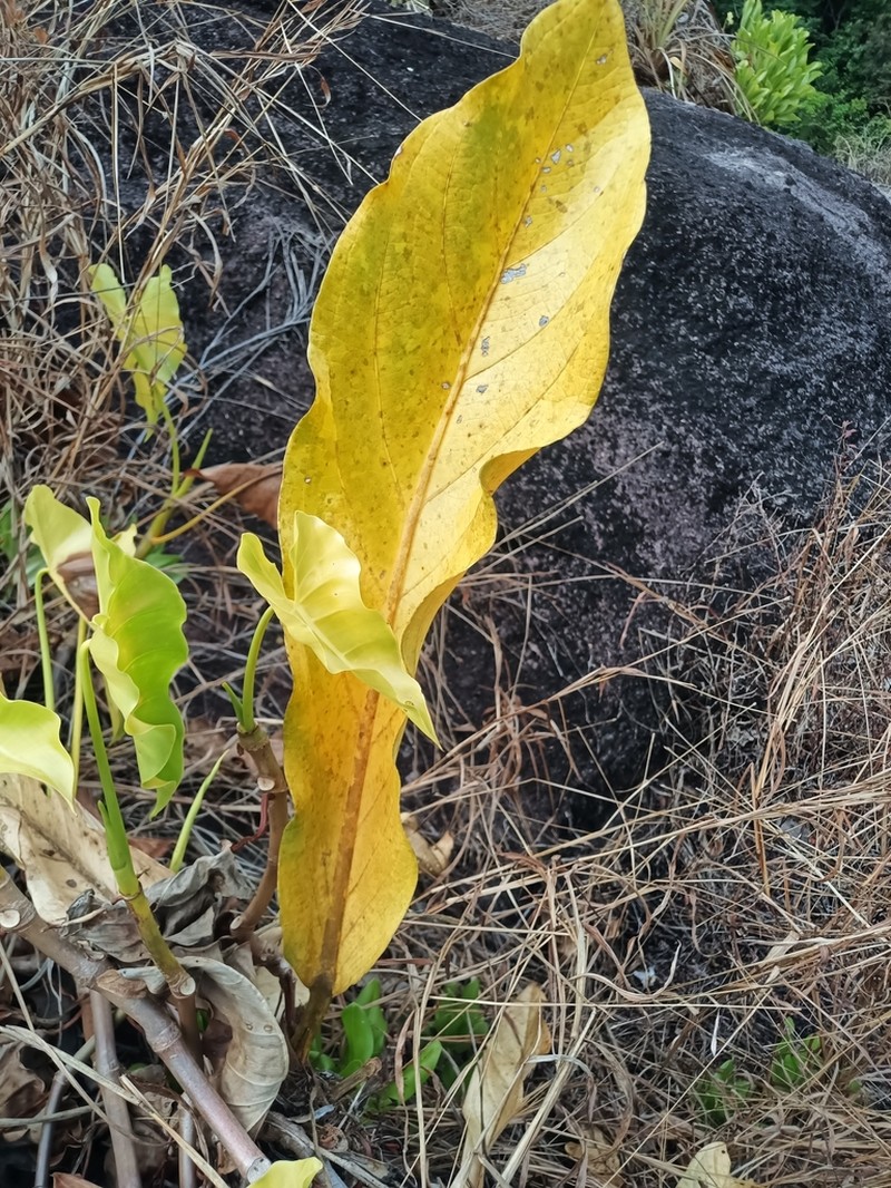 Anthurium jenmanii photo 6